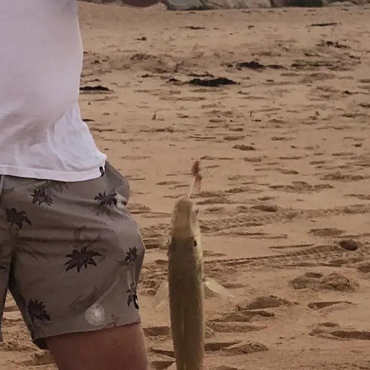 The most recent Sand sillago catches on Fishbrain