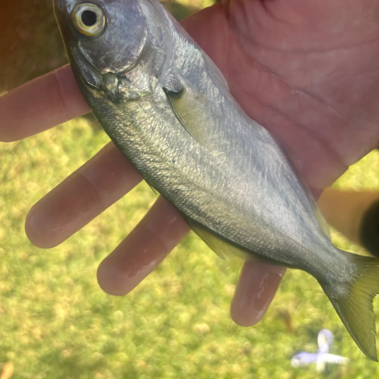 Bluefish caught on Fishbrain