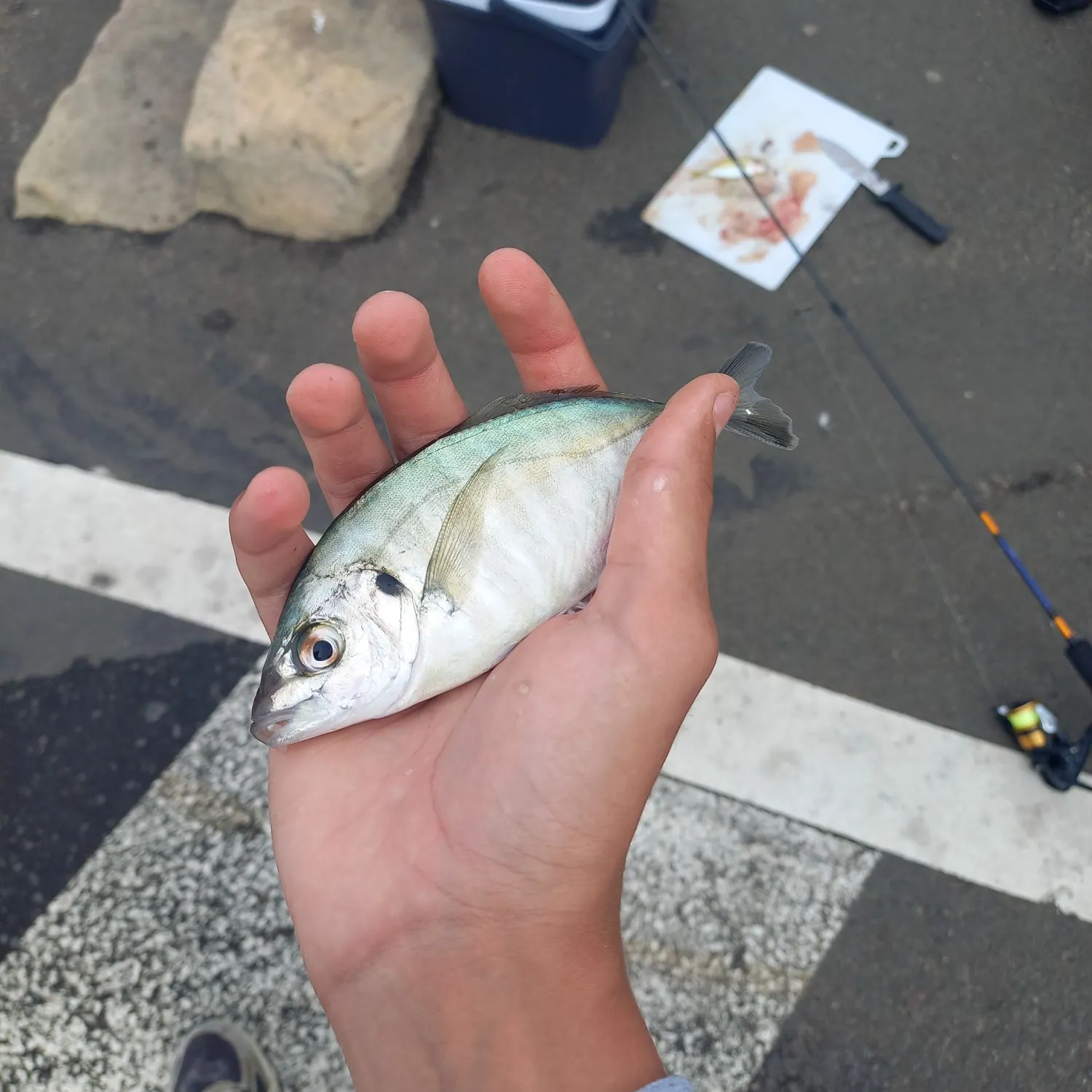 Silver trevally caught on Fishbrain