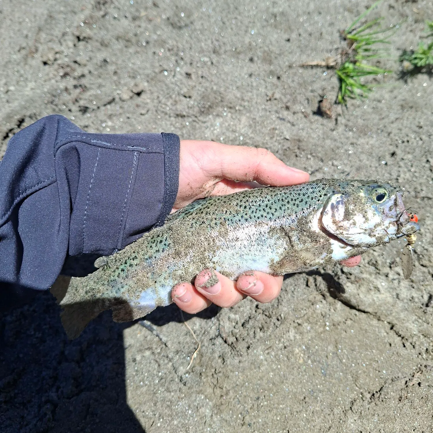 Rainbow trout caught on Fishbrain
