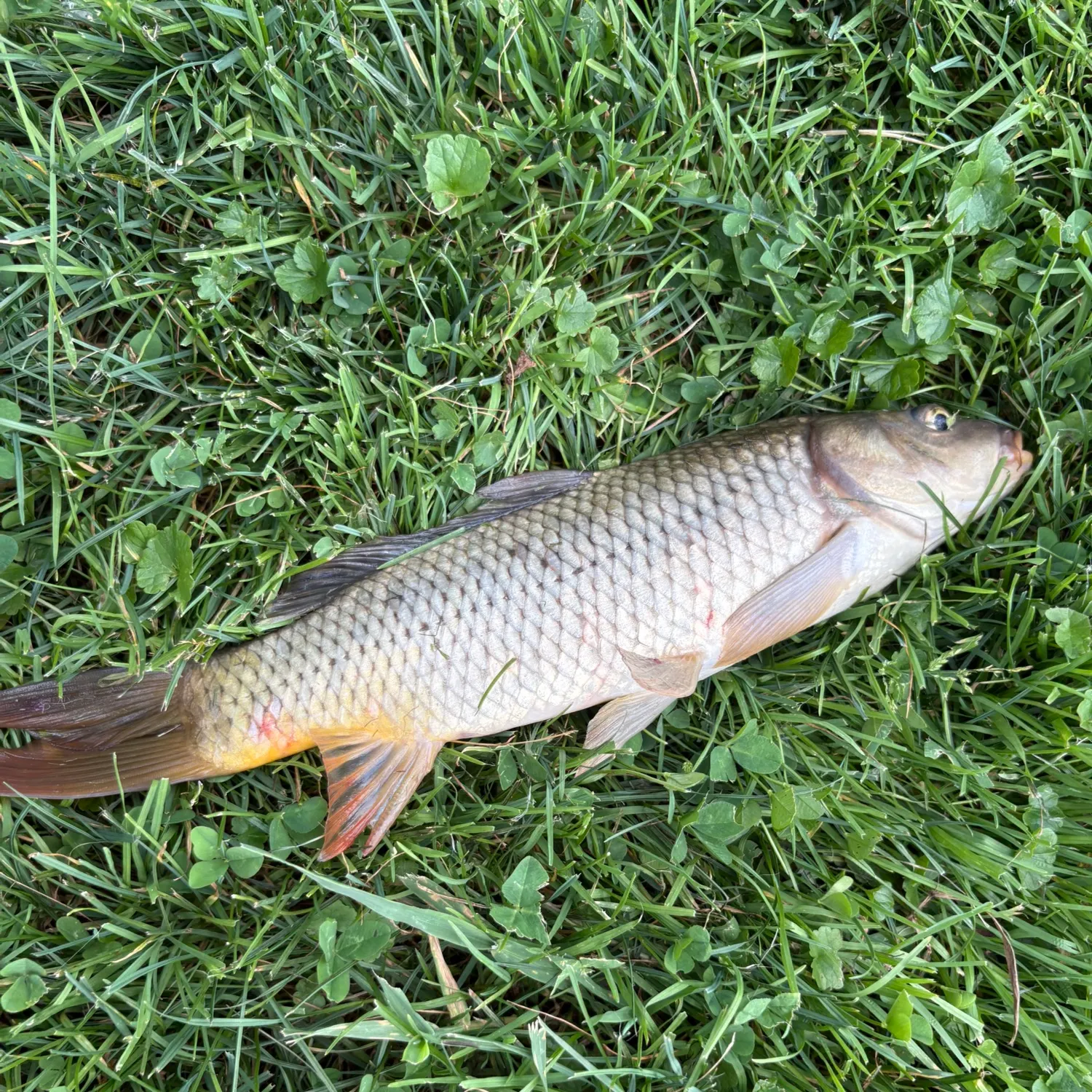 angler catch