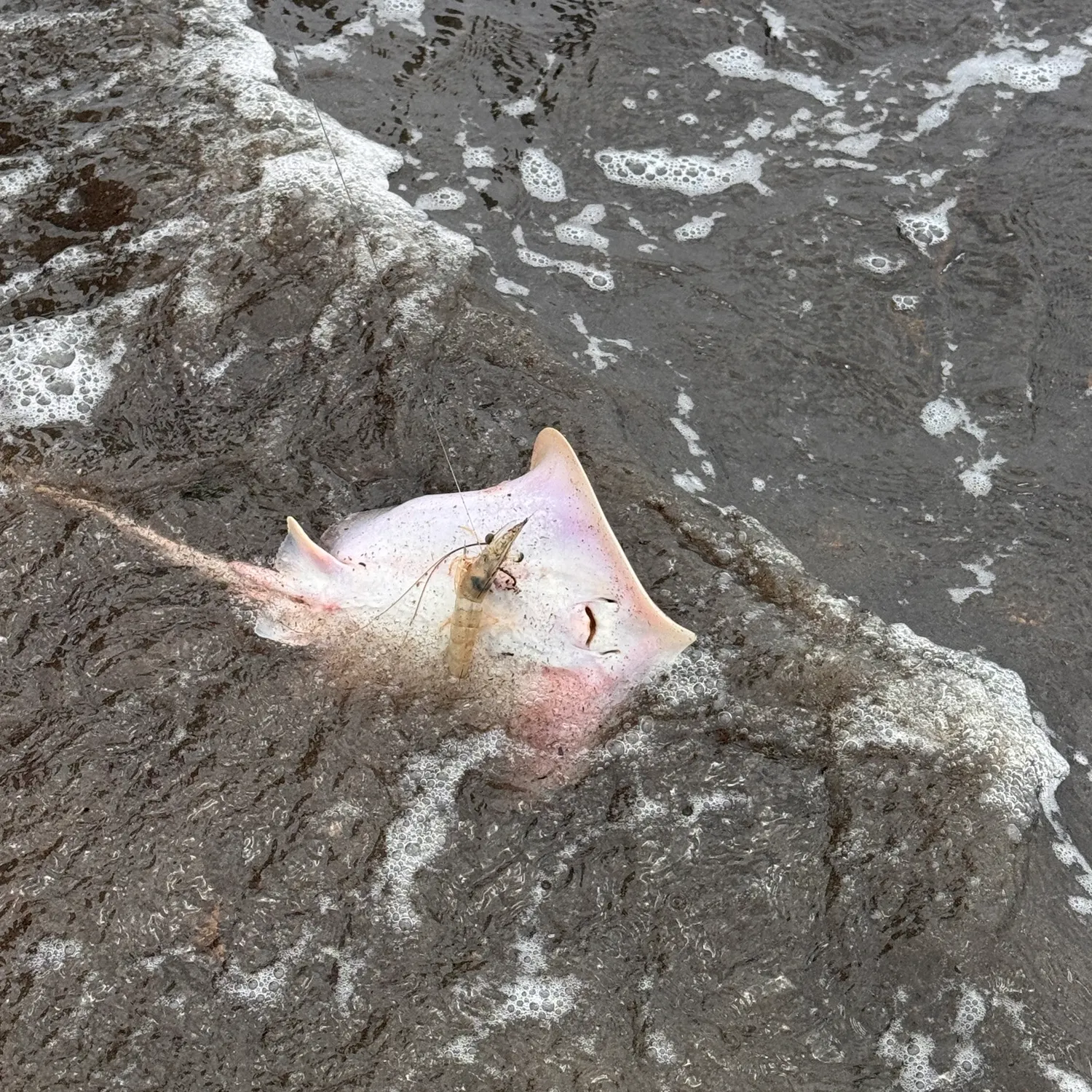 The most recent Thorntail stingray catches on Fishbrain