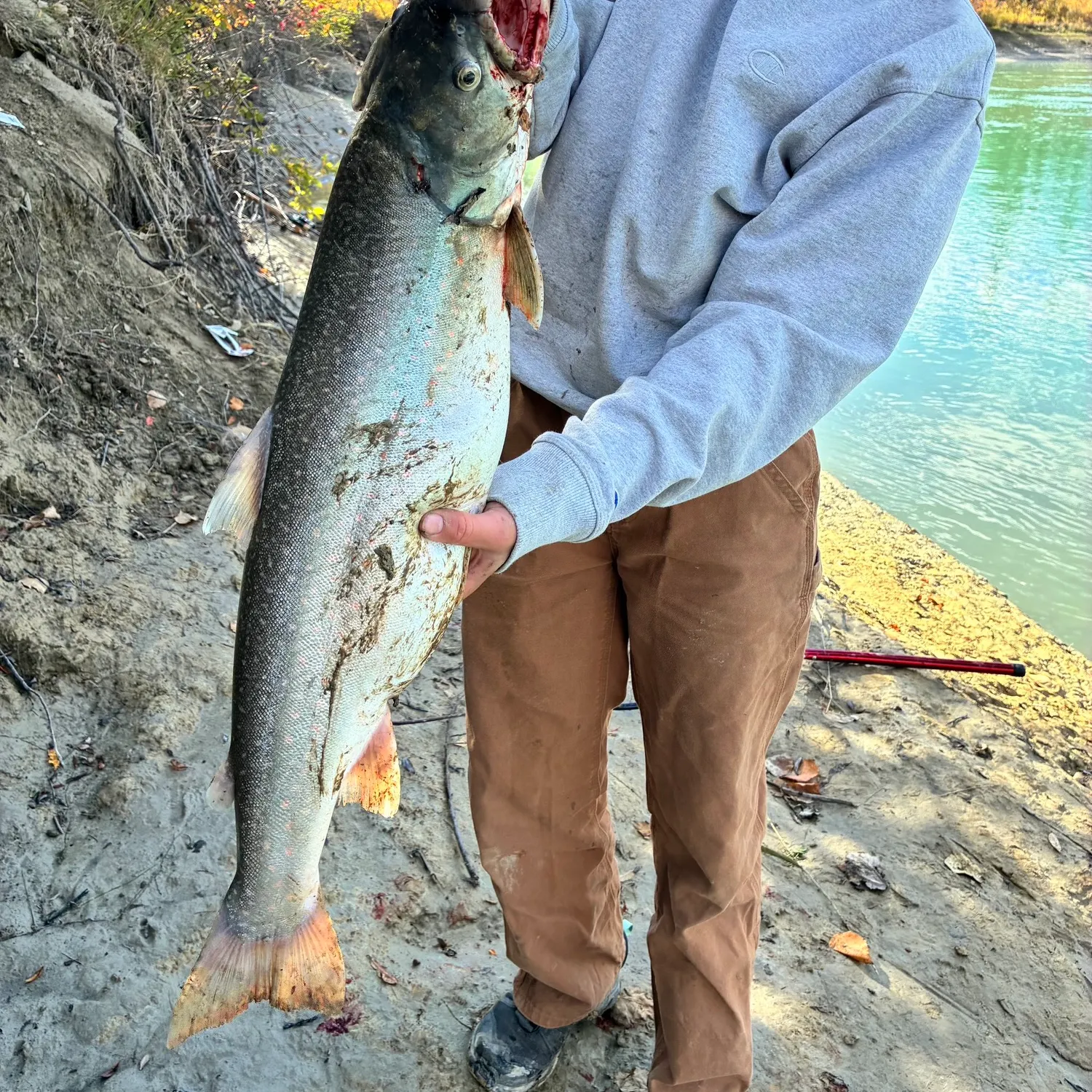 Dolly varden caught on Fishbrain