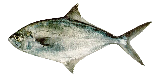 Parona leatherjacket