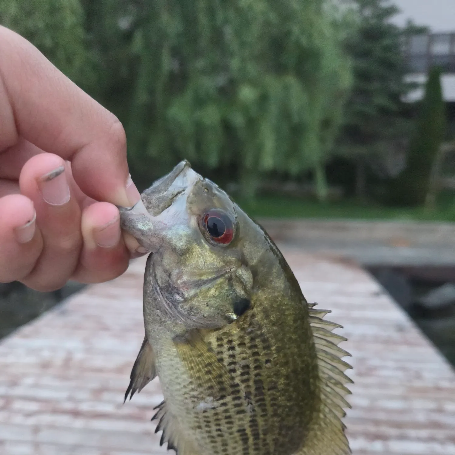 catch