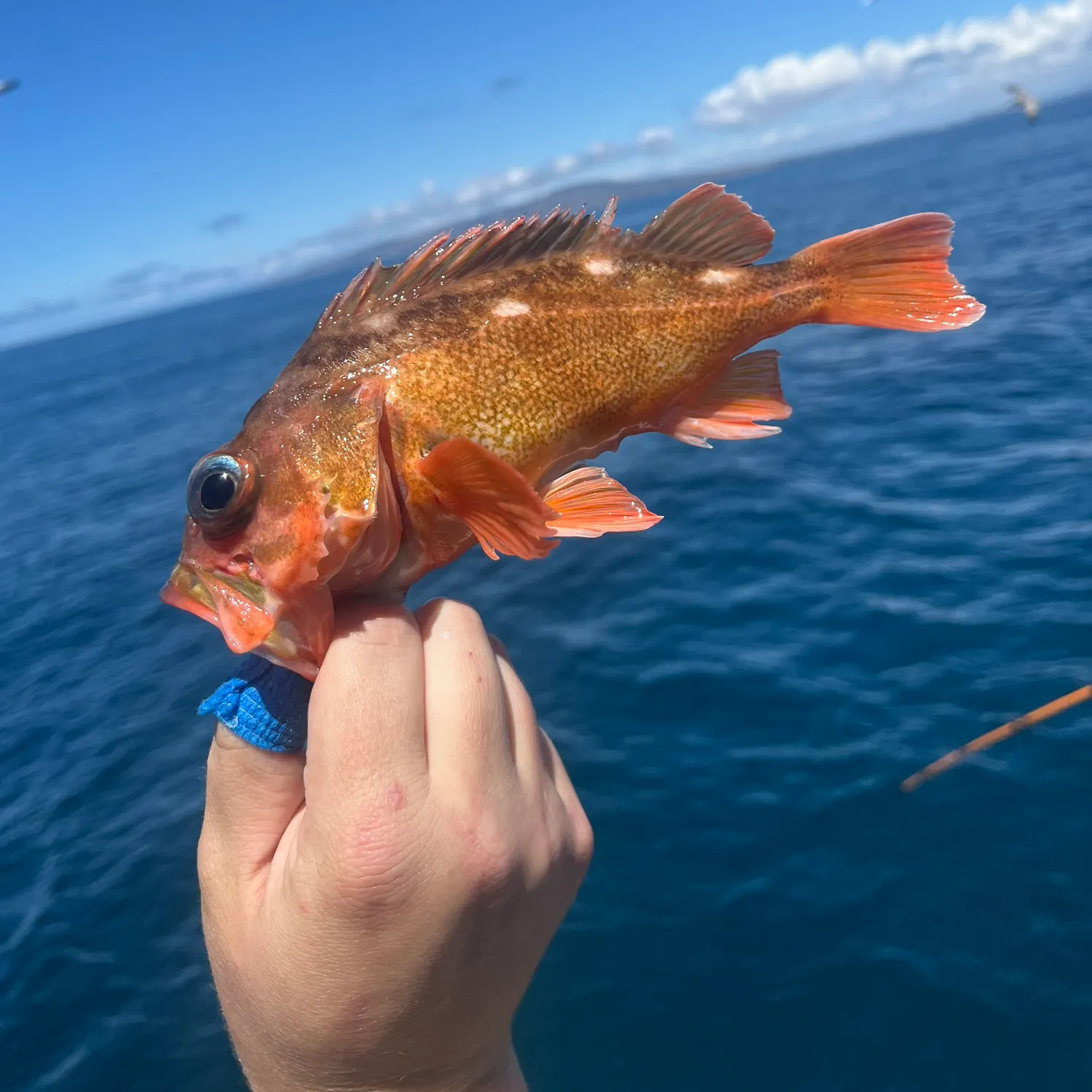 The most recent Starry rockfish catches on Fishbrain