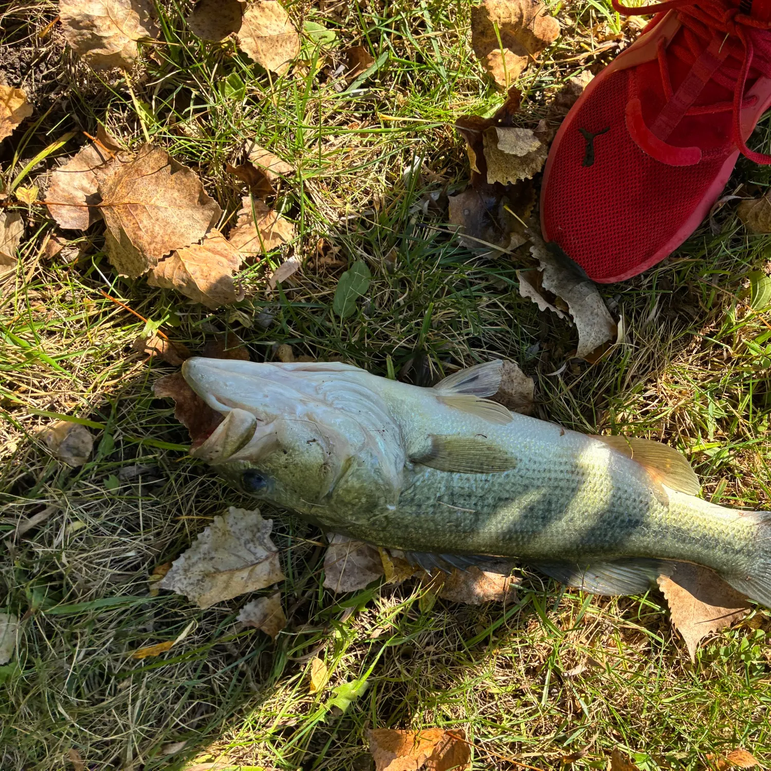 Largemouth bass caught on Fishbrain