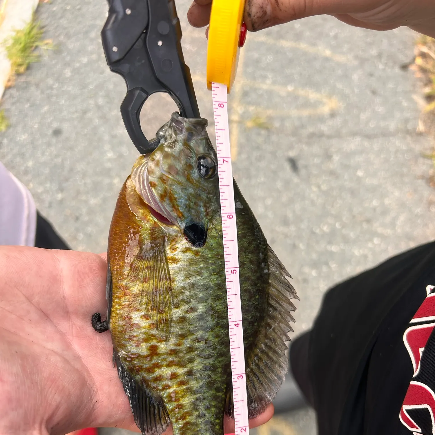 recently logged catches