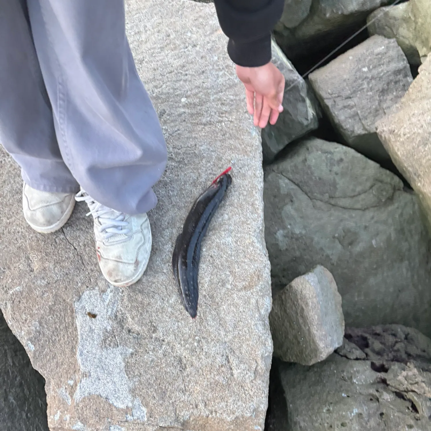 The most recent Monkeyface prickleback catches on Fishbrain