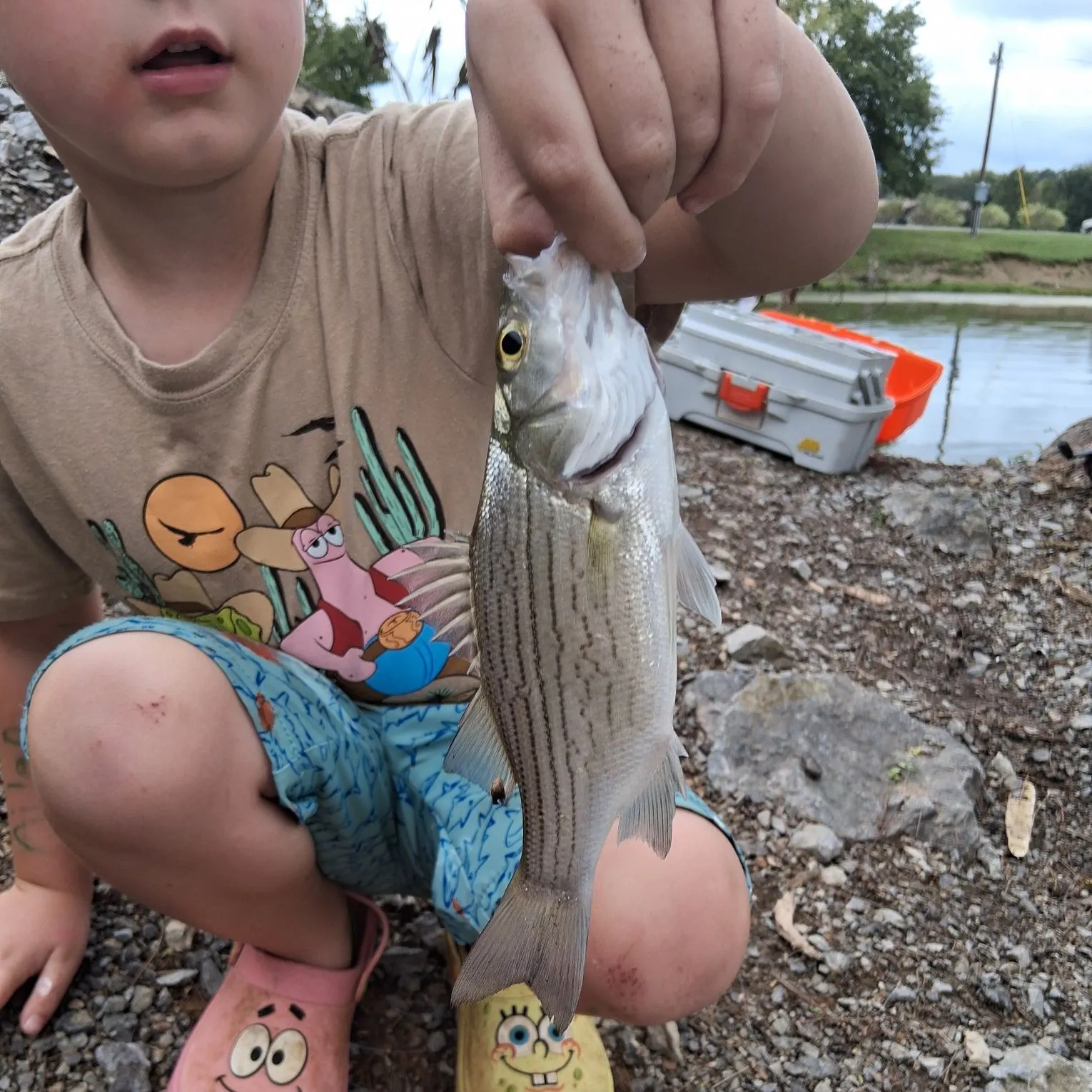 White bass caught on Fishbrain