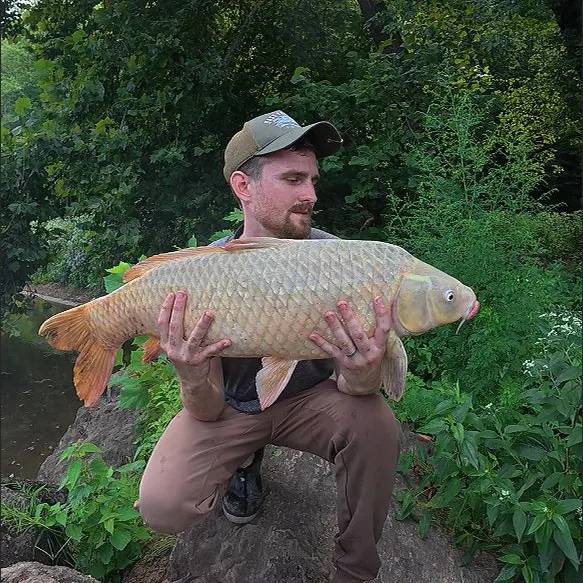 The most recent Ghost carp catches on Fishbrain