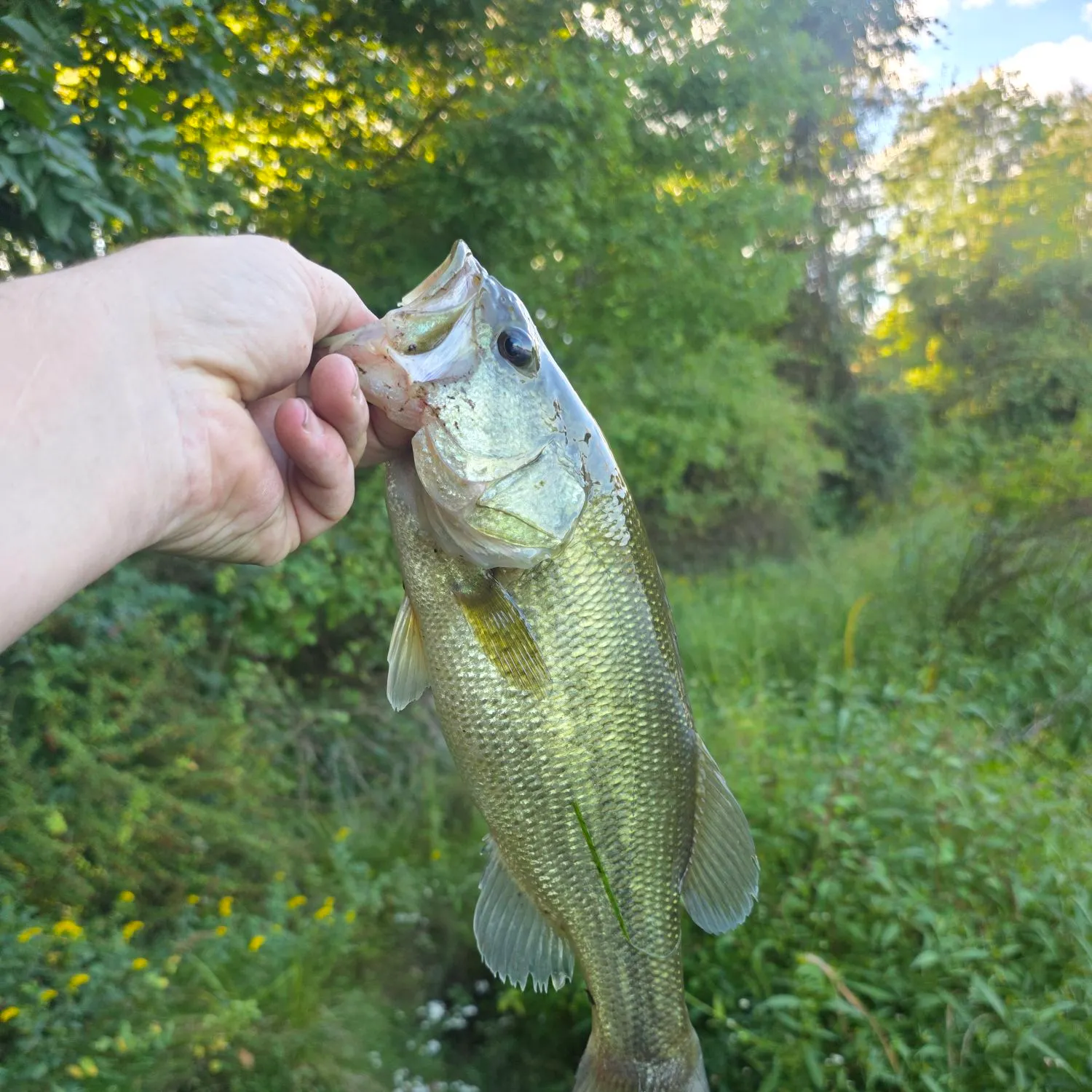 Largemouth bass caught on Fishbrain