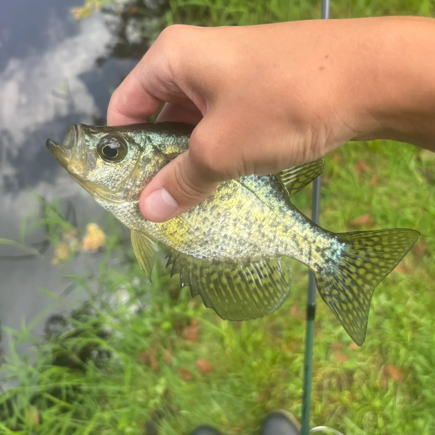Black crappie caught on Fishbrain