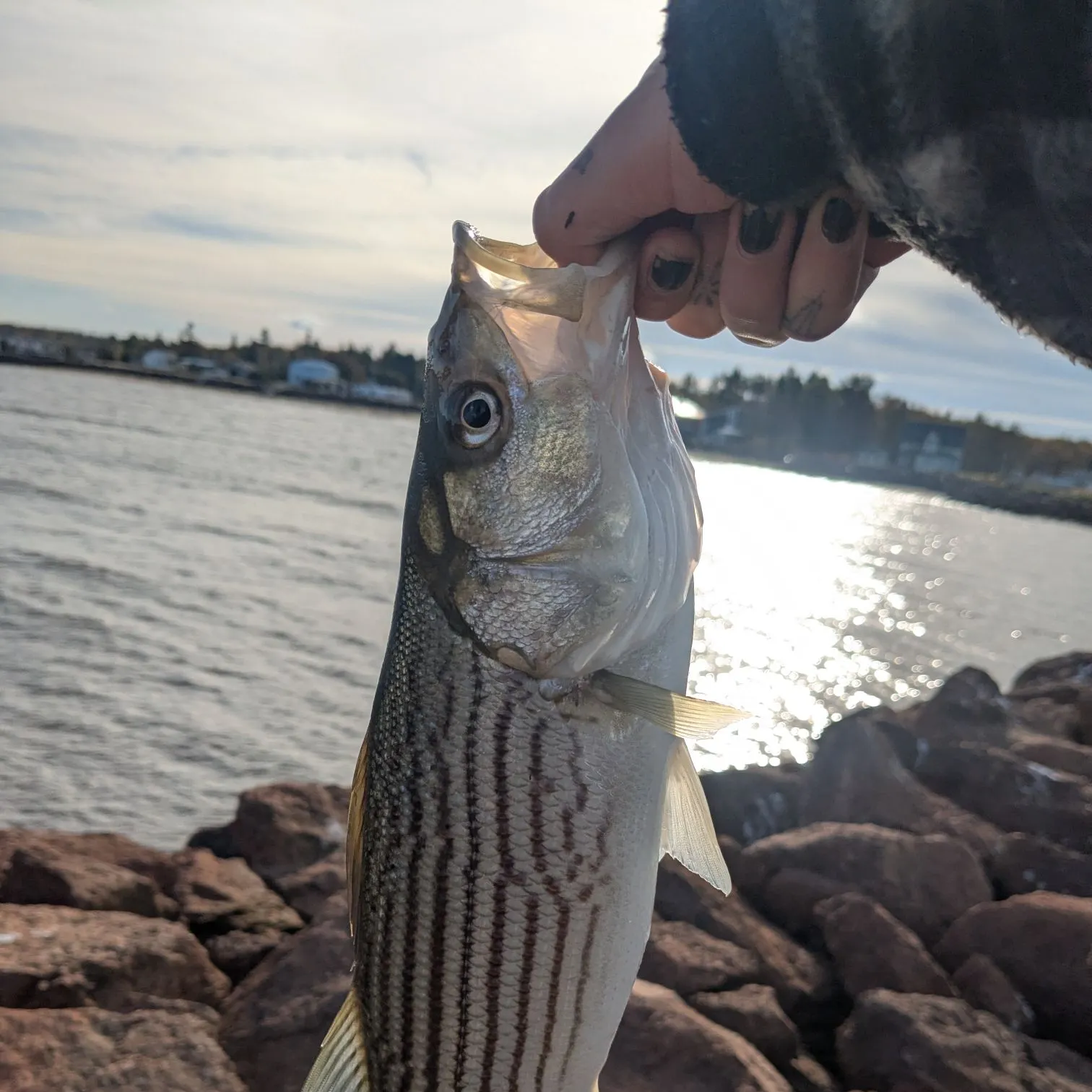 Striped bass caught on Fishbrain