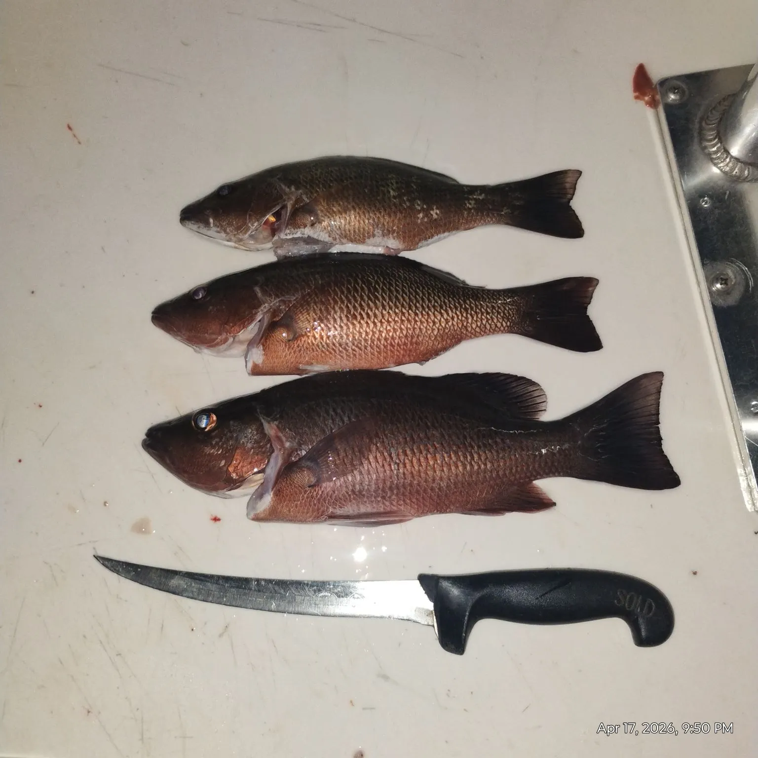 recently logged catches