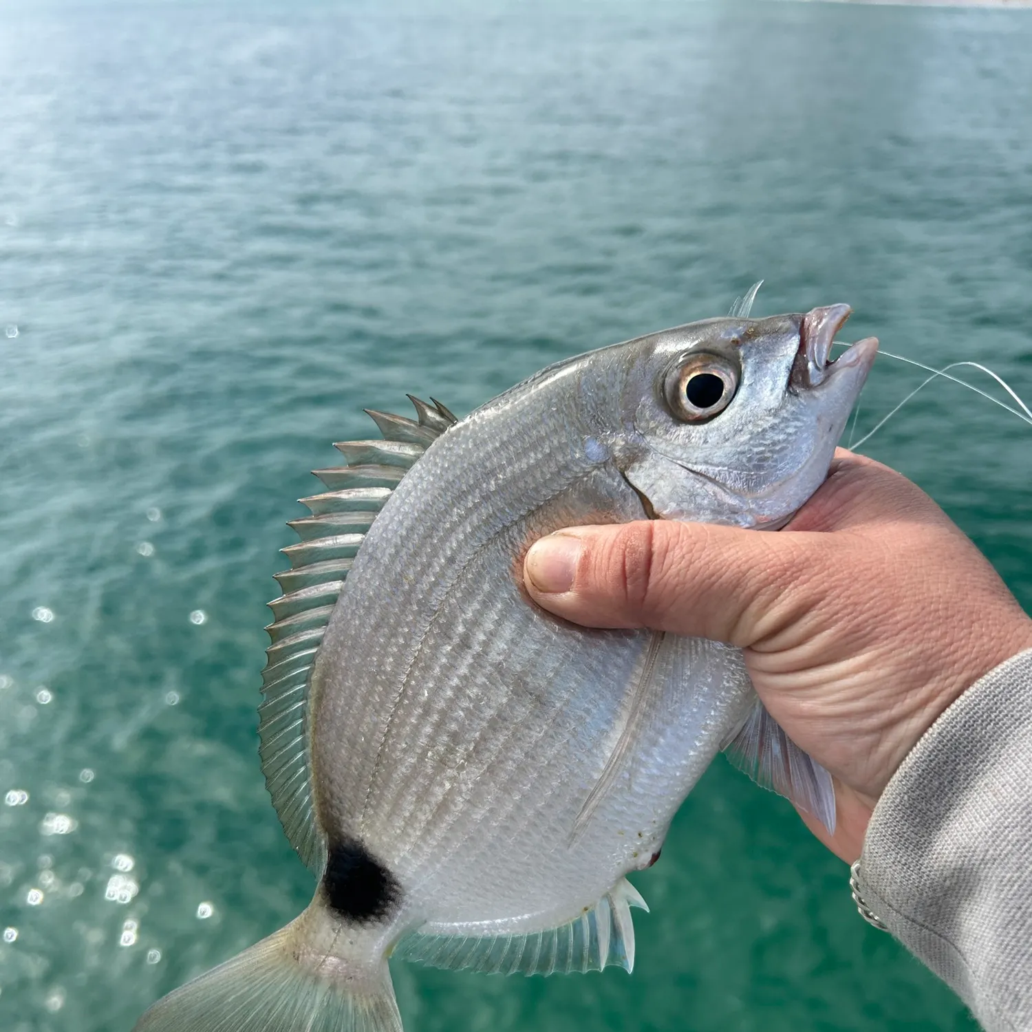 The most recent Spottail seabream catches on Fishbrain