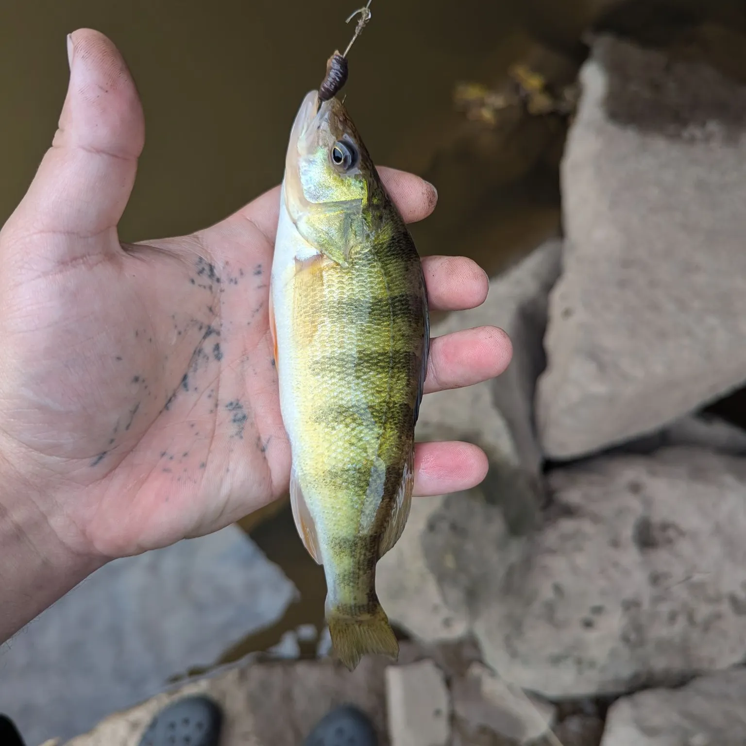 Yellow perch caught on Fishbrain