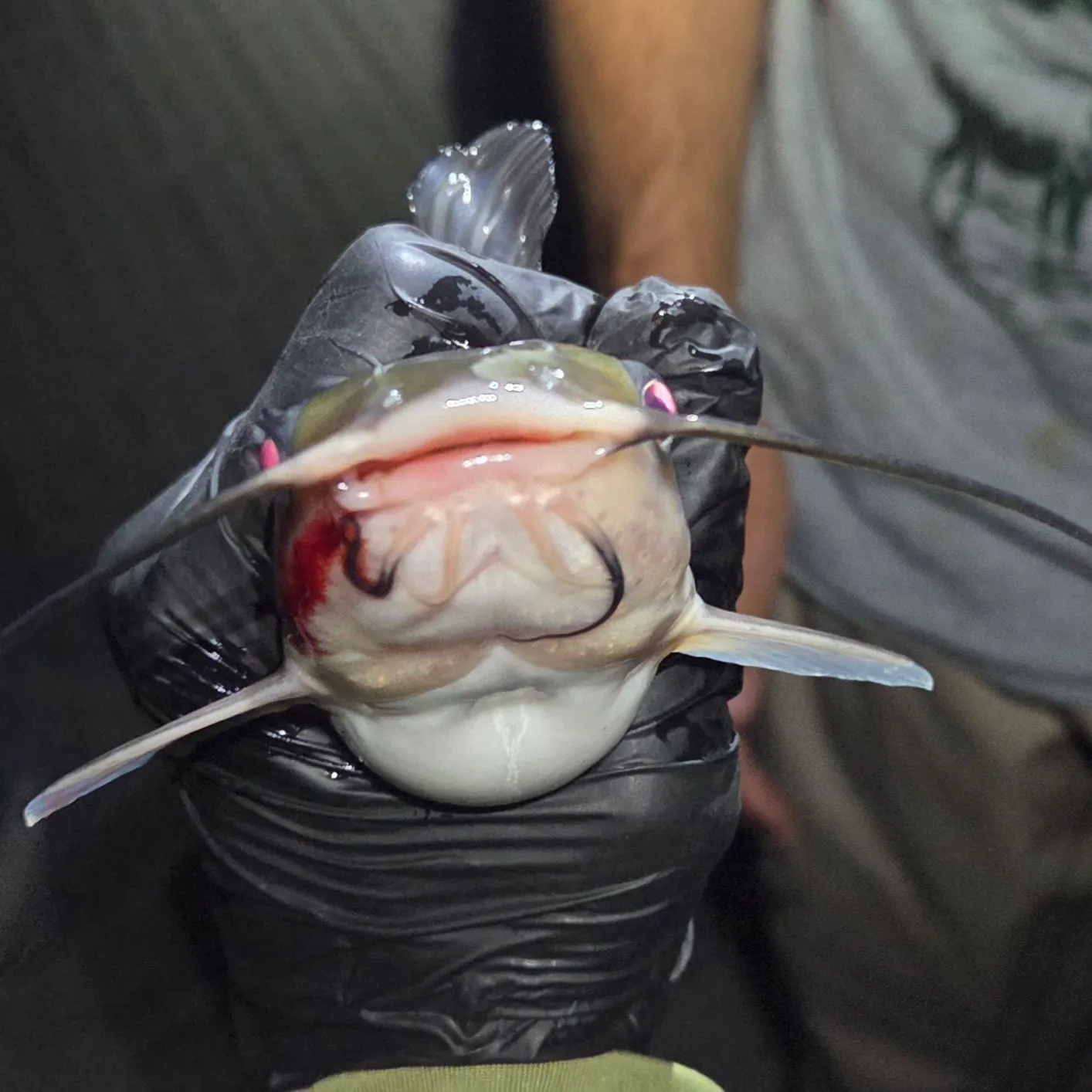 Channel catfish caught on Fishbrain
