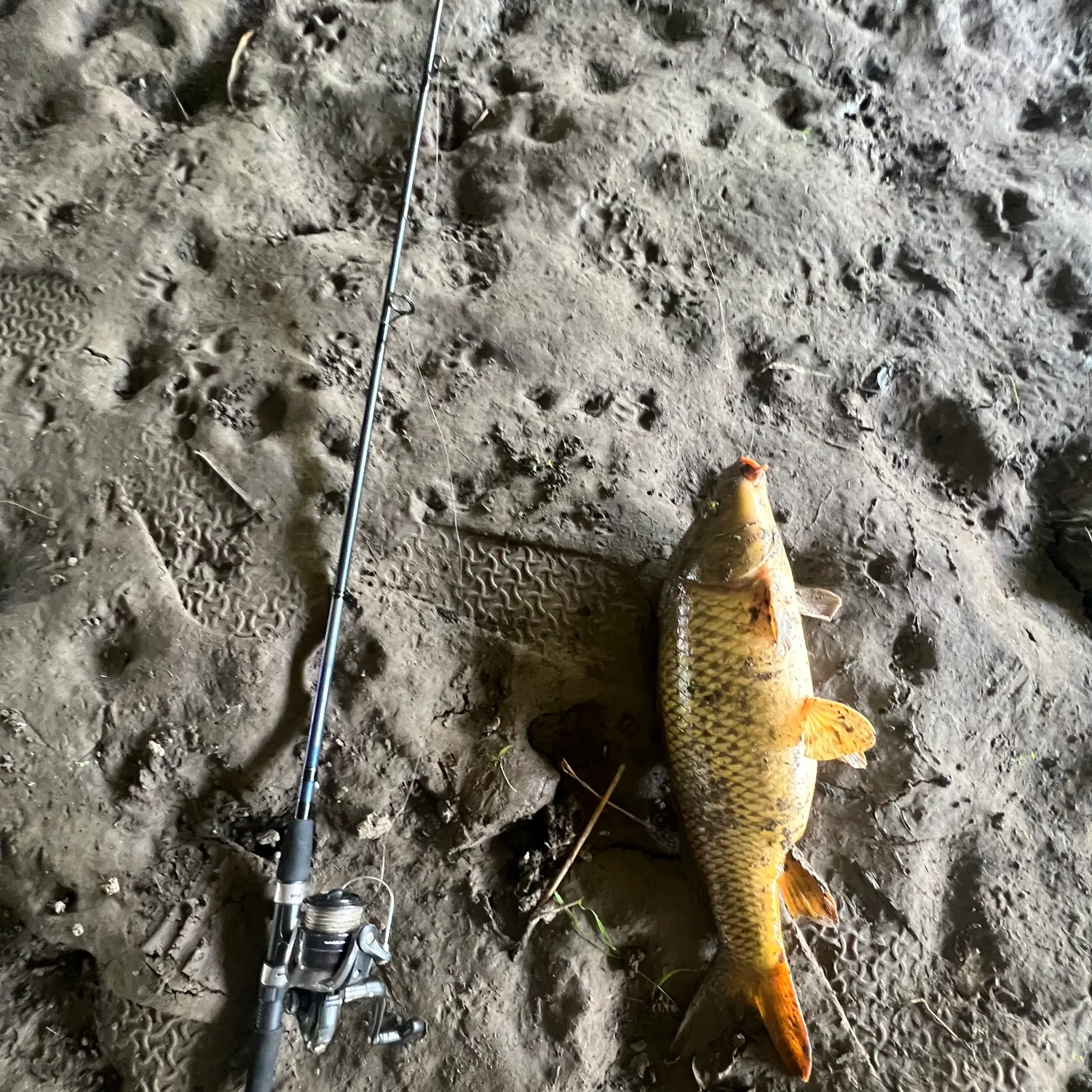 Common carp caught on Fishbrain