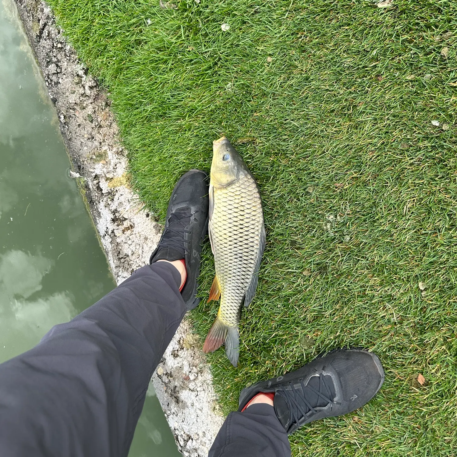 Common carp caught on Fishbrain