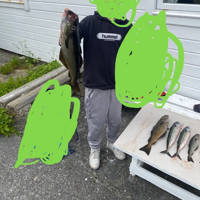 Pollack caught on Fishbrain