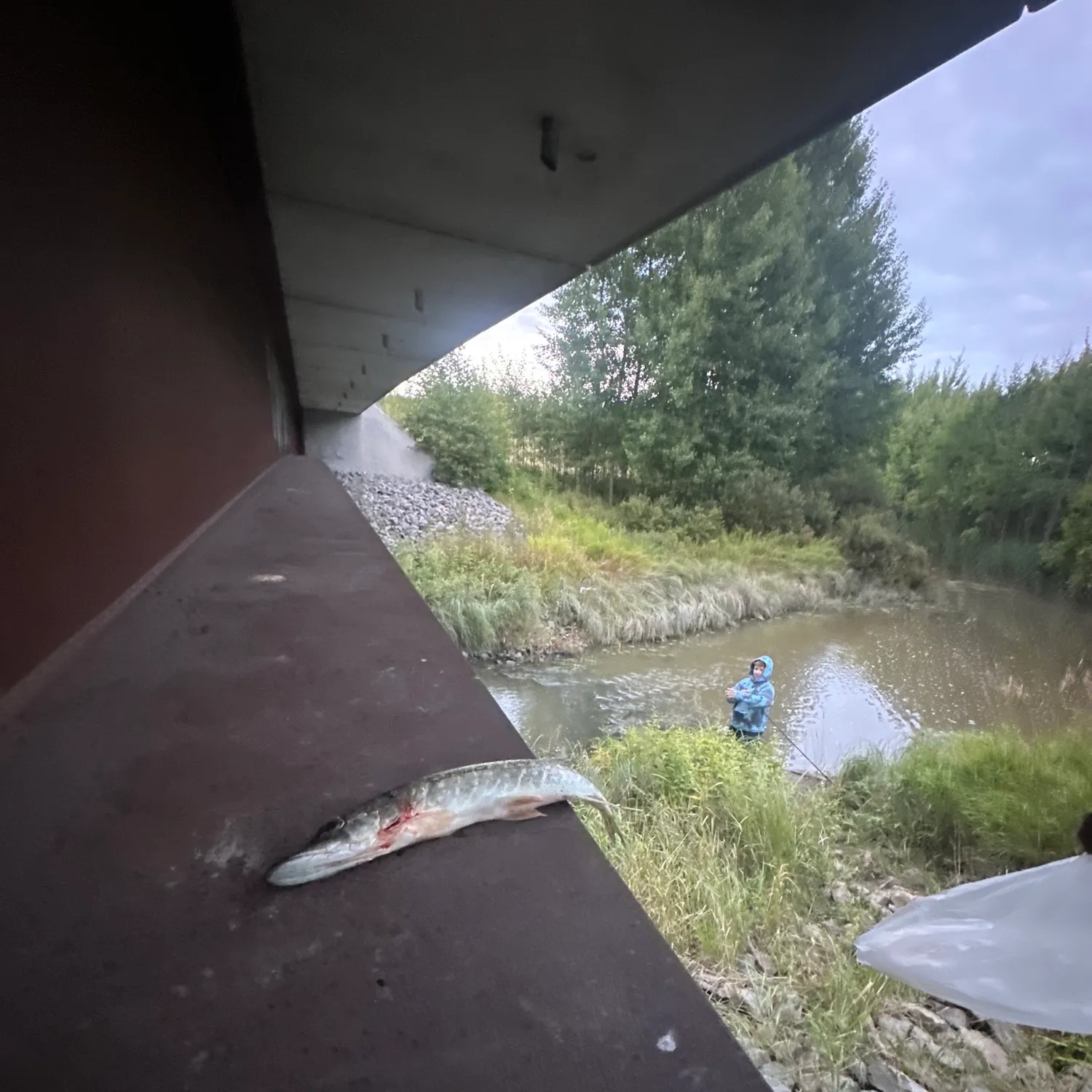 Northern pike caught on Fishbrain