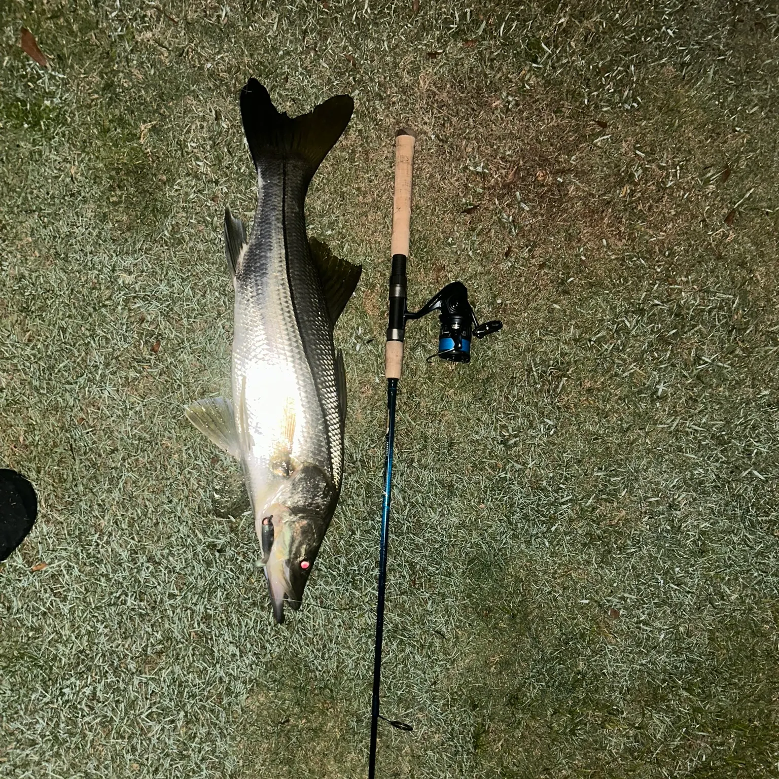 The most recent Niger barb catches on Fishbrain