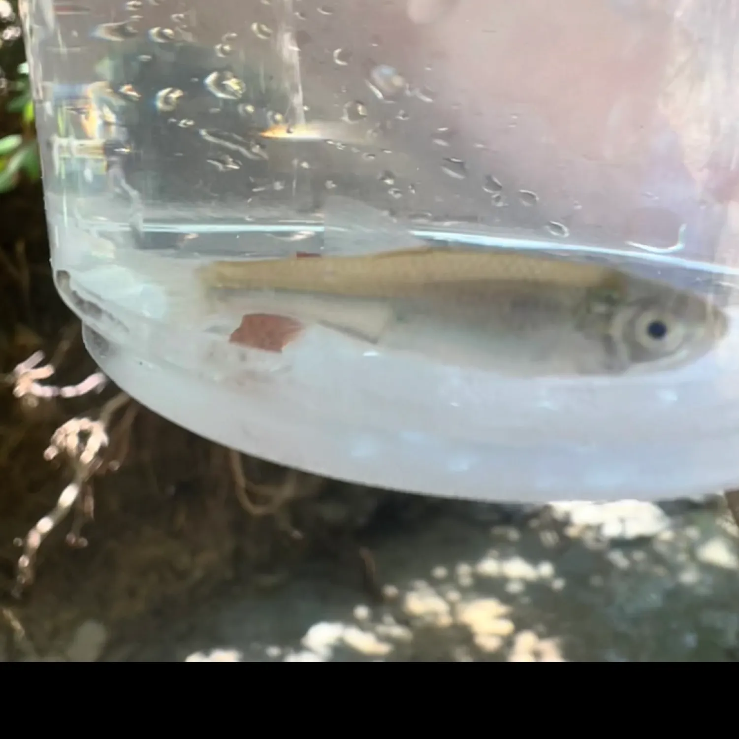 The most recent Sand shiner catches on Fishbrain