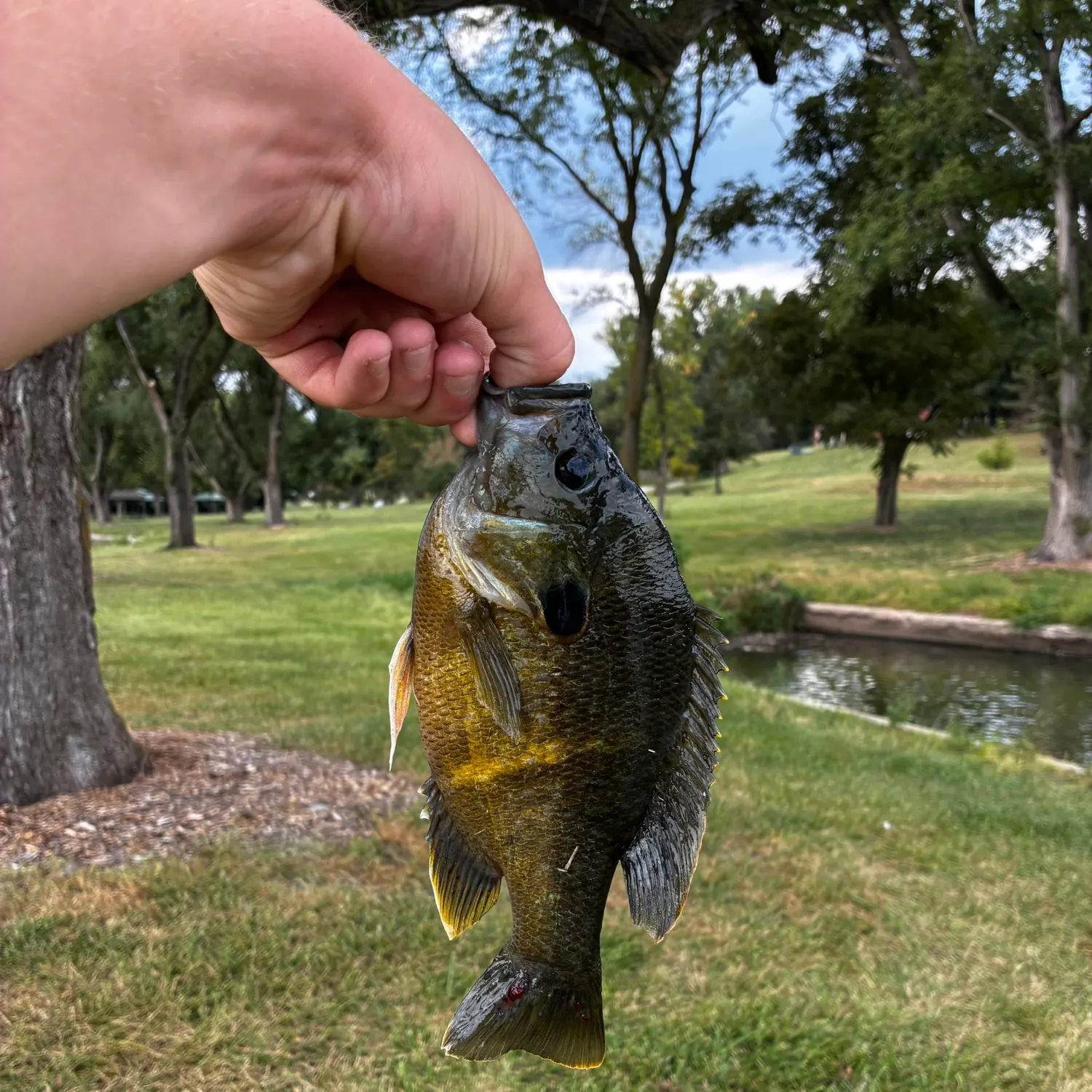Greengill hybrid caught on Fishbrain