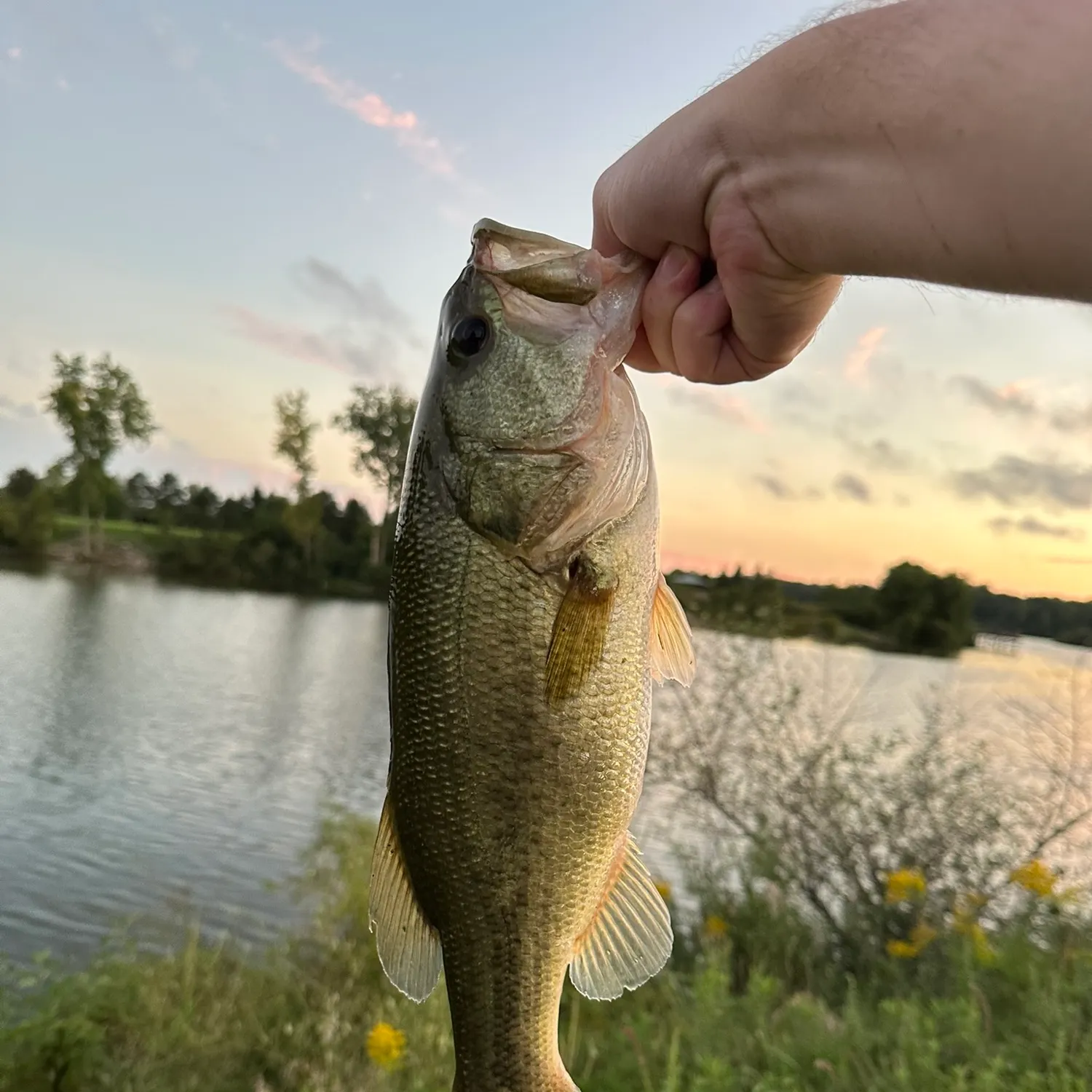 Largemouth bass caught on Fishbrain