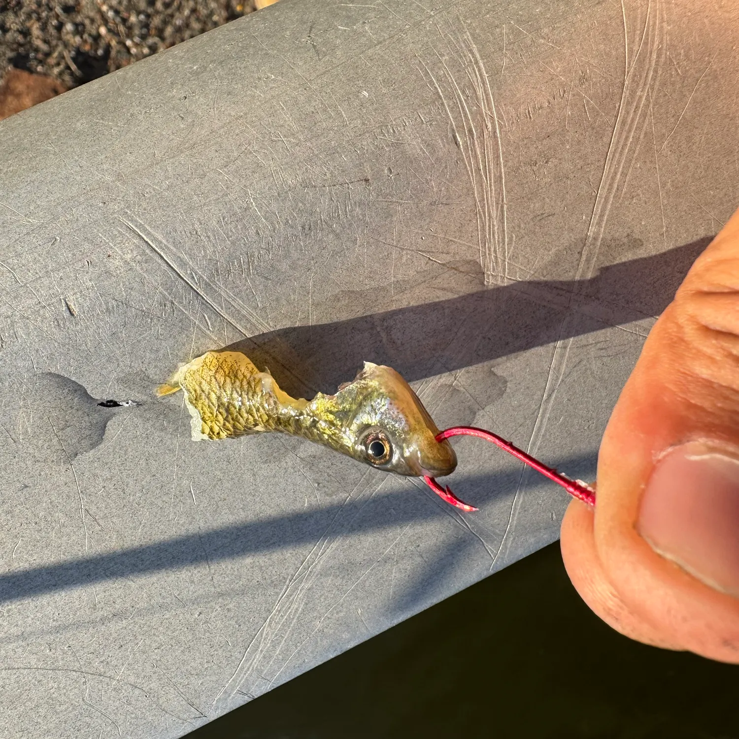 The most recent Mummichog catches on Fishbrain
