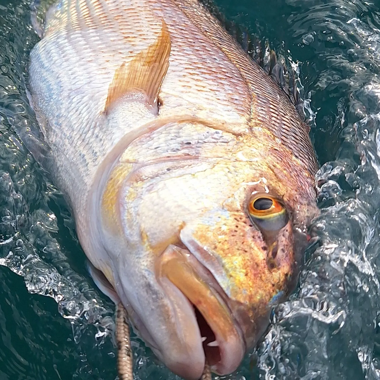 The most popular recent Common dentex catch on Fishbrain
