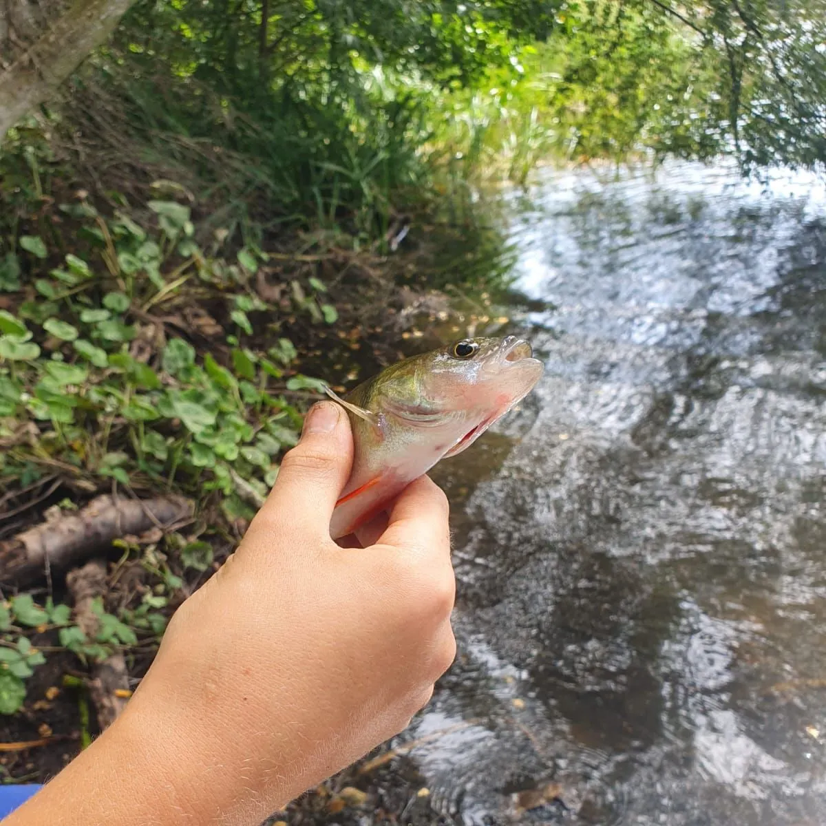 European perch caught on Fishbrain