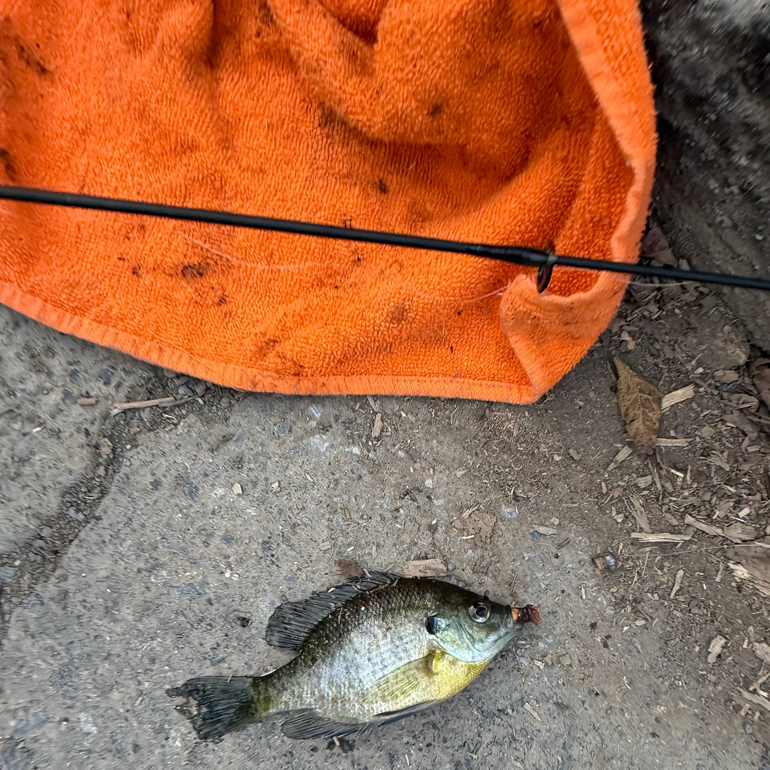 Bluegill caught on Fishbrain