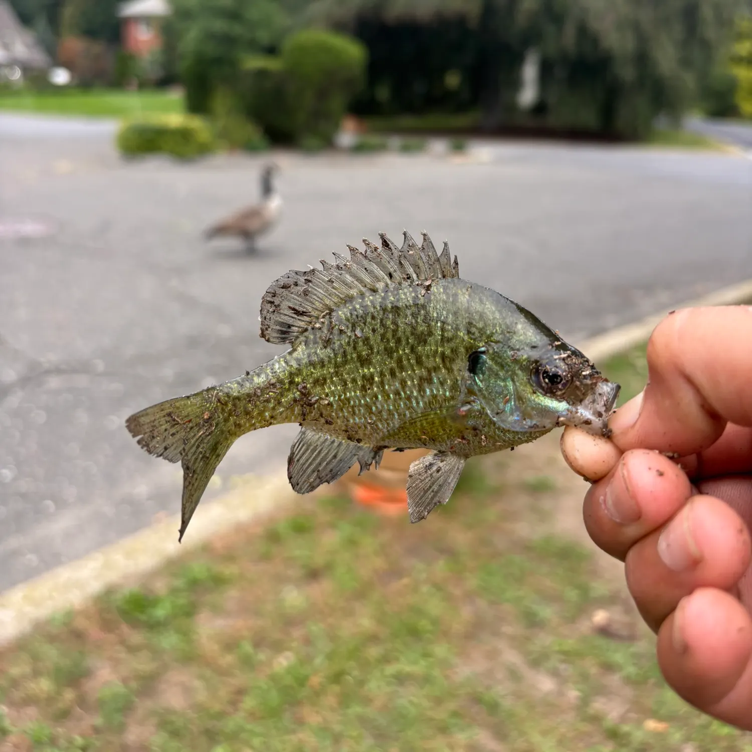 Bluegill caught on Fishbrain