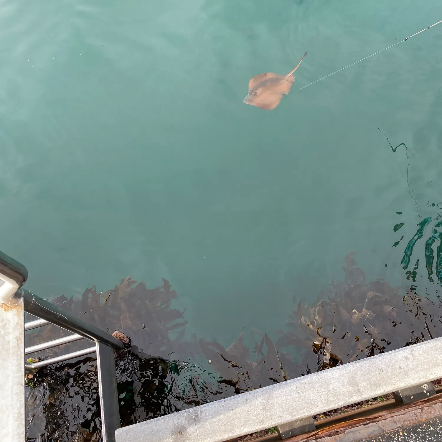 The most recent Common stingaree catches on Fishbrain