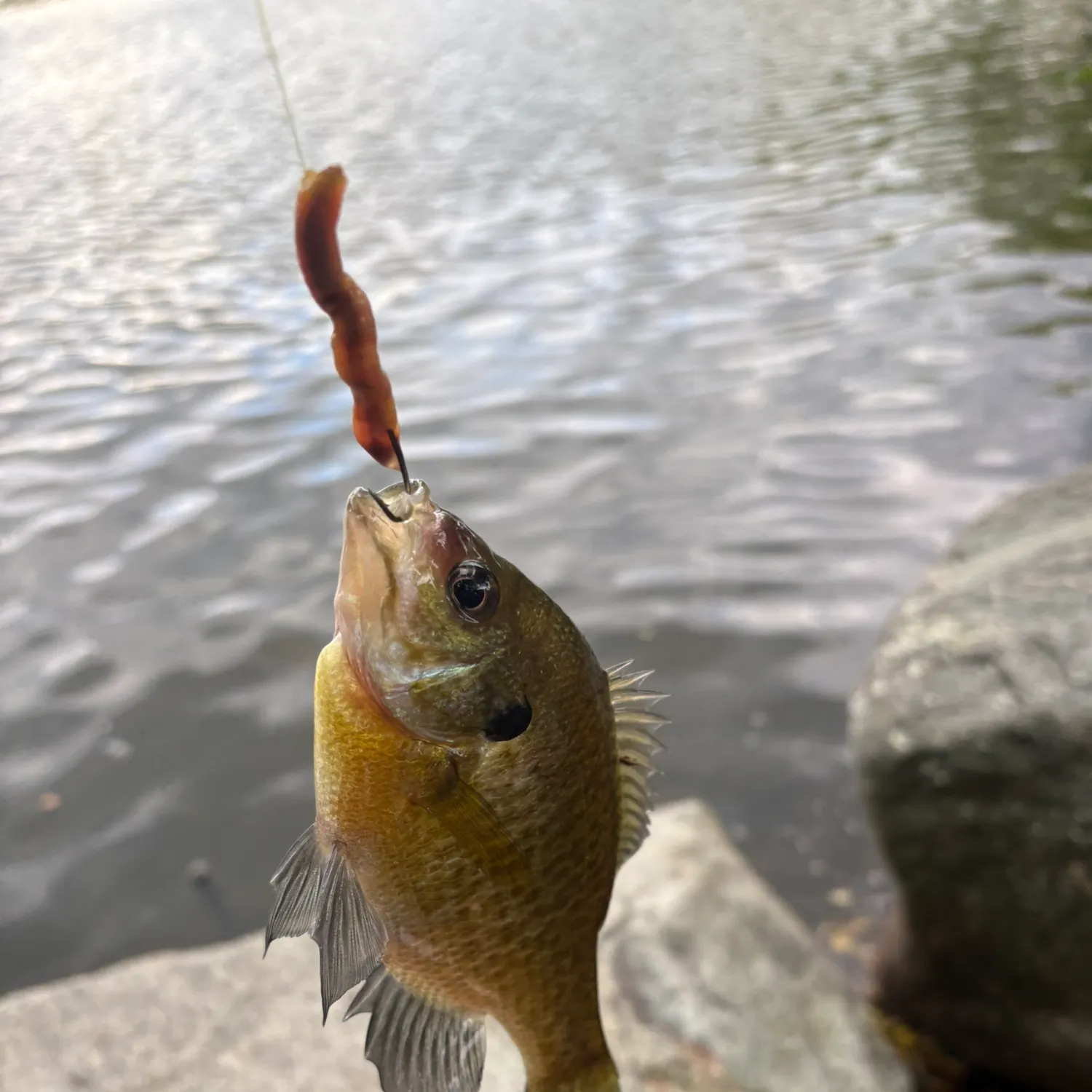 Bluegill caught on Fishbrain