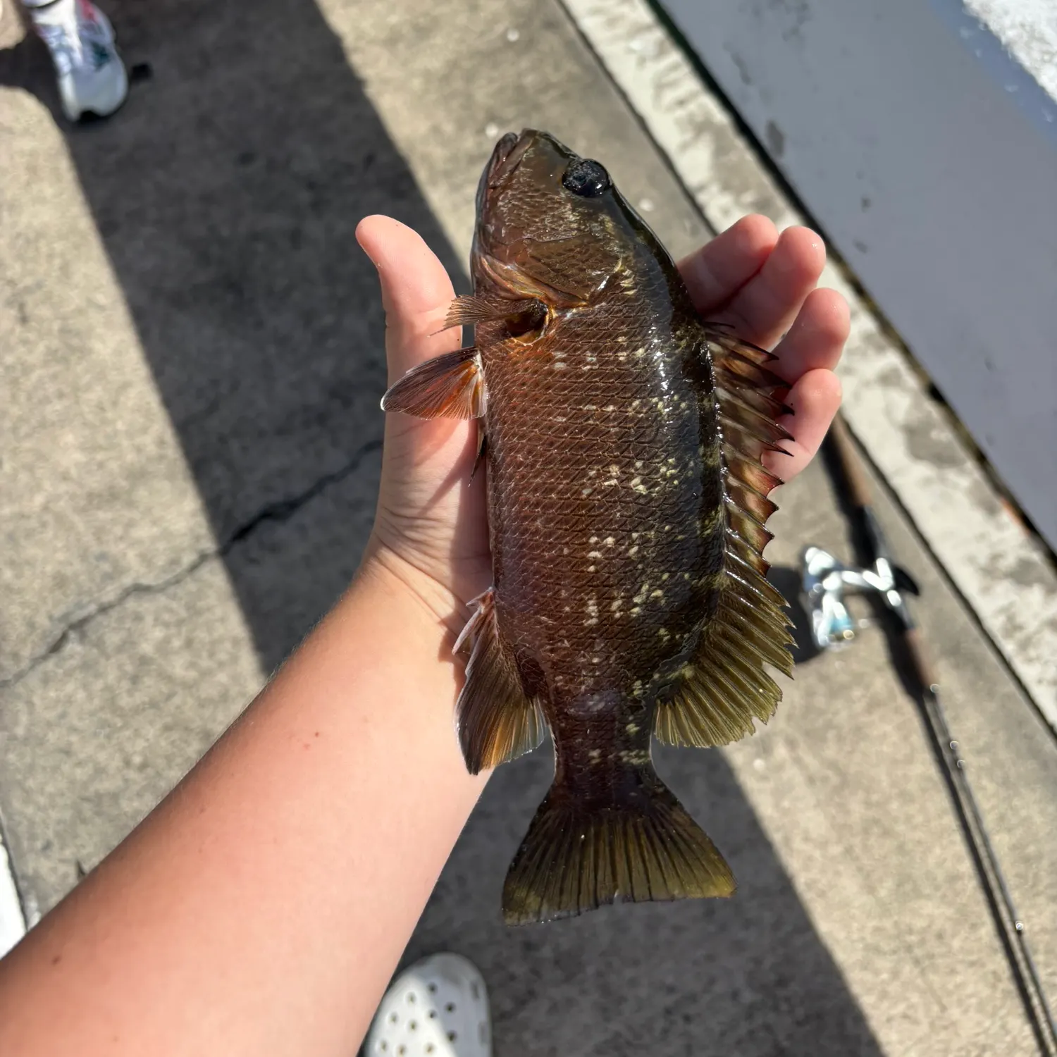 Mangrove snapper caught on Fishbrain