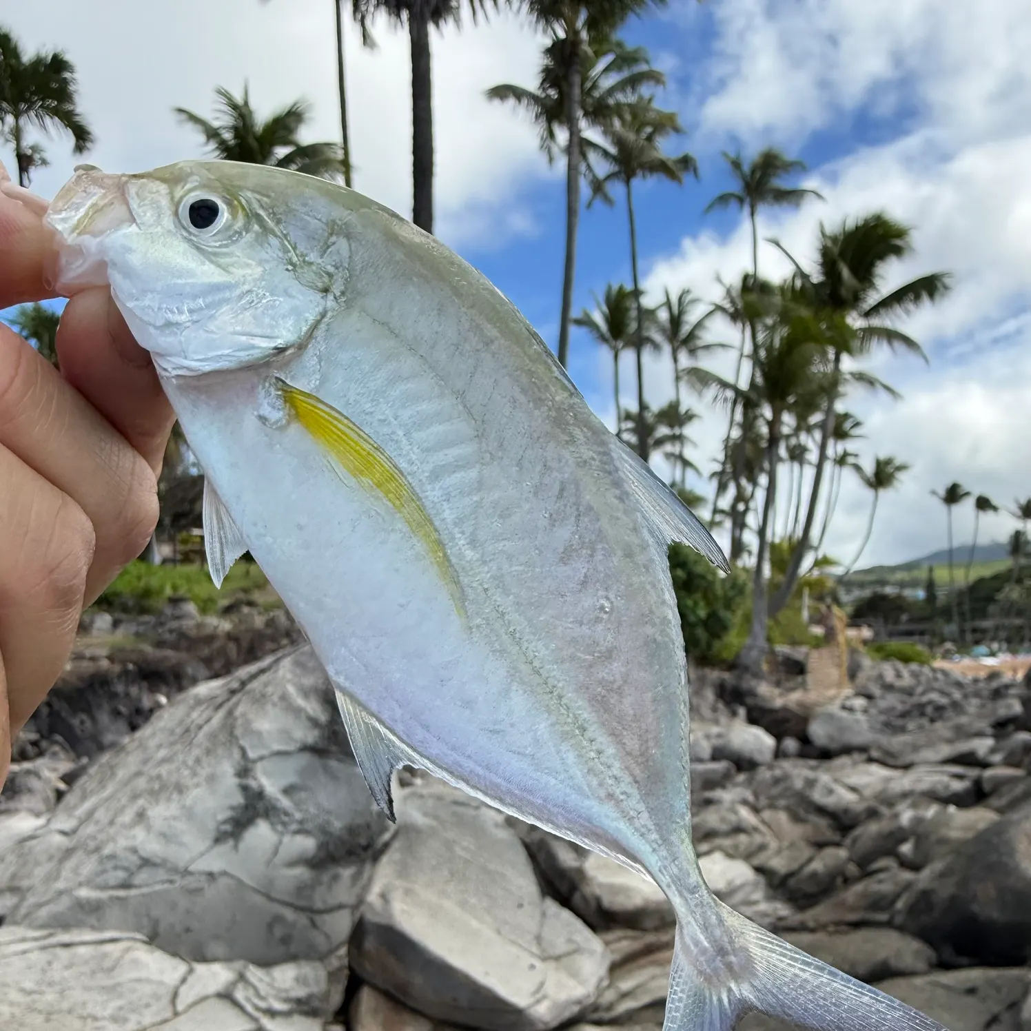 The most recent Bluefin trevally catches on Fishbrain