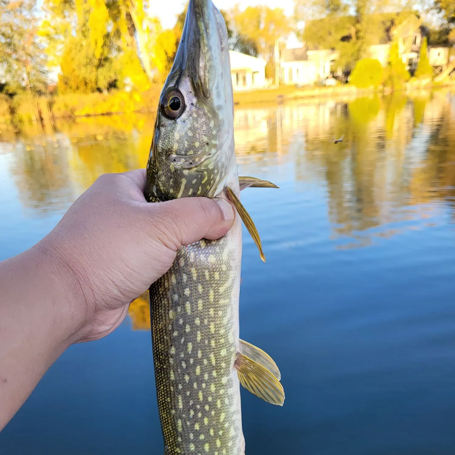 Northern pike caught on Fishbrain