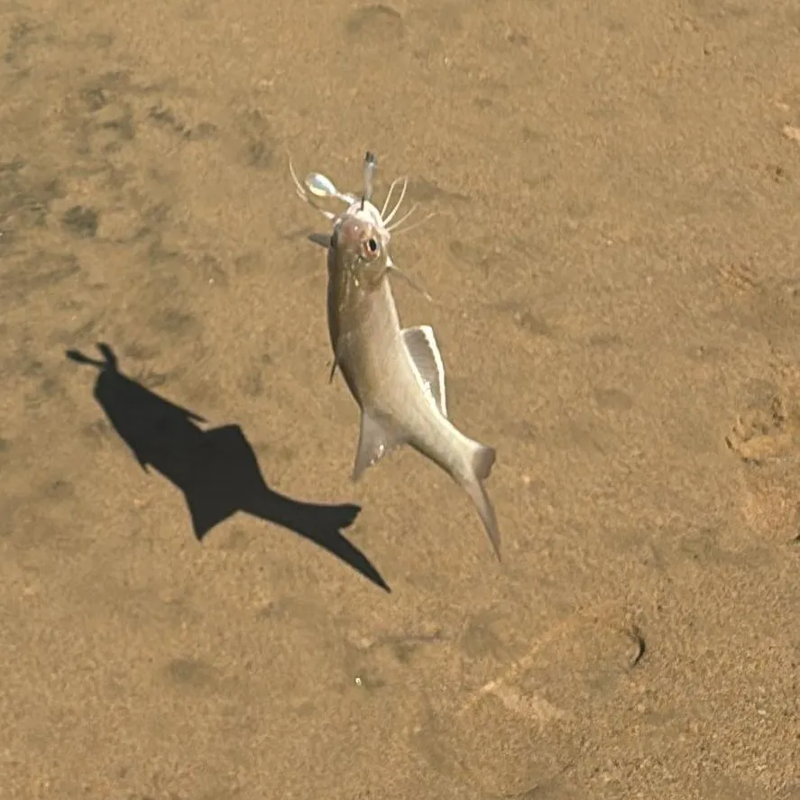 The most recent Hardhead sea catfish catches on Fishbrain