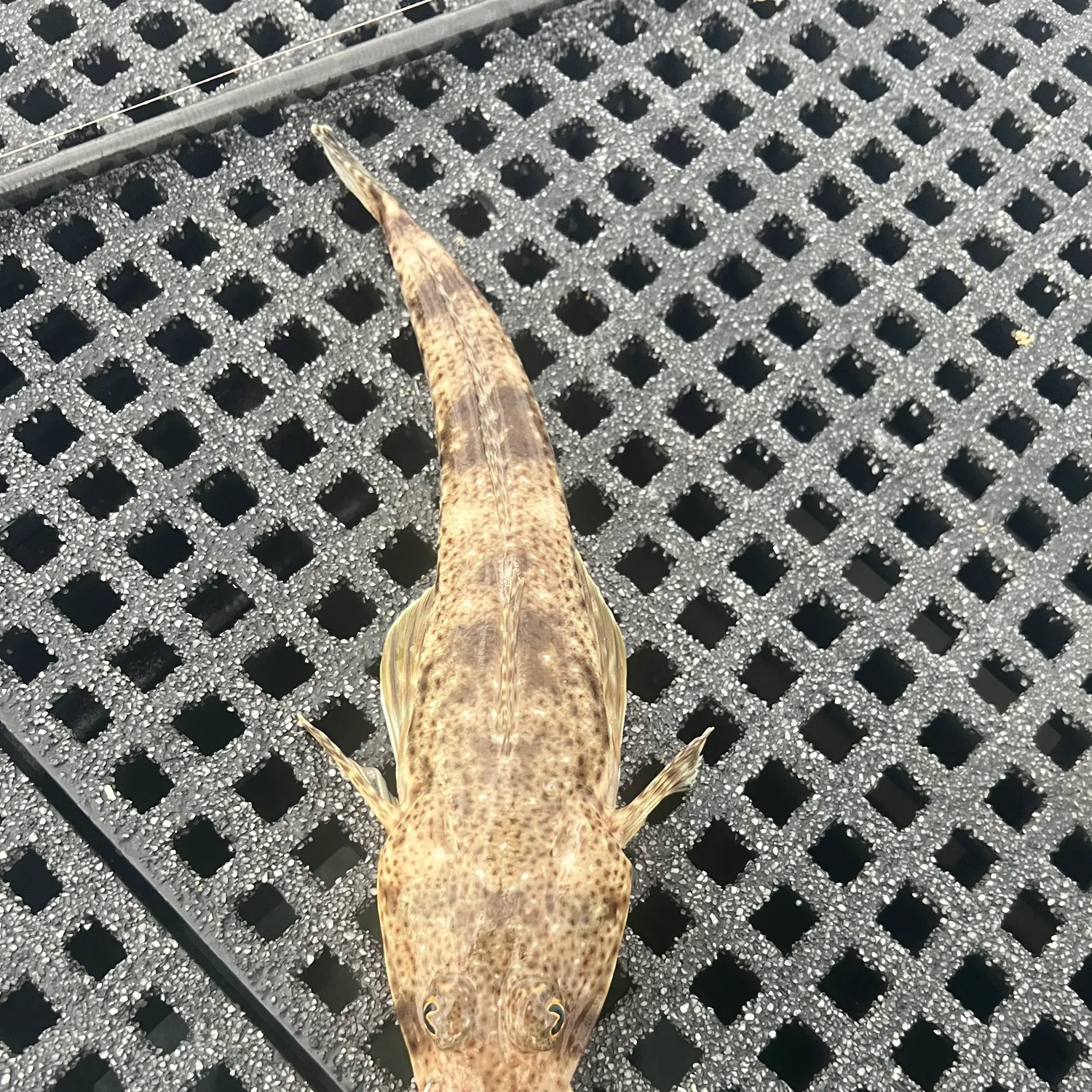 The most recent Sand flathead catches on Fishbrain