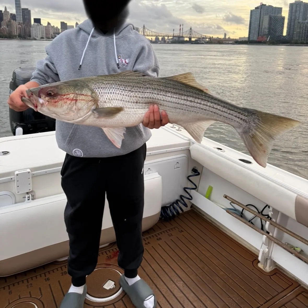 Striped bass caught on Fishbrain
