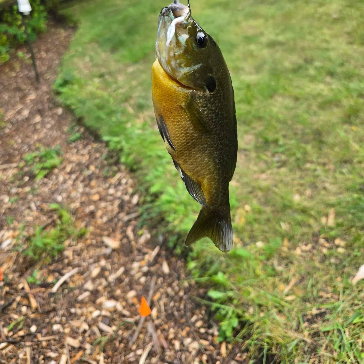 Bluegill caught on Fishbrain