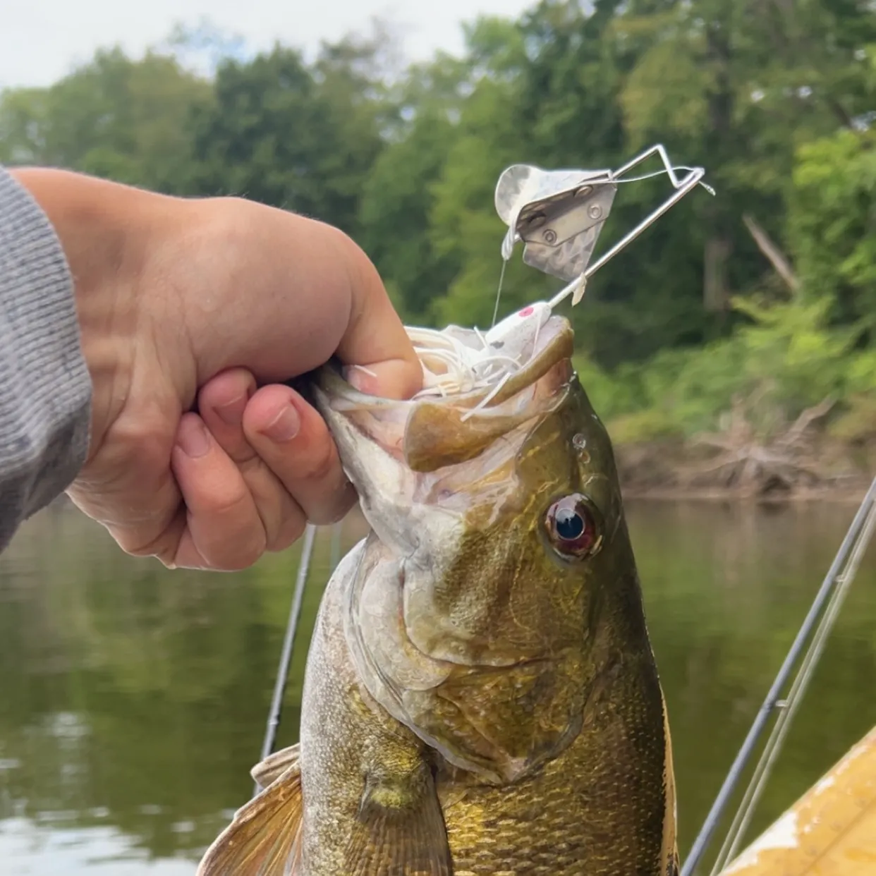 Smallmouth bass caught on Fishbrain