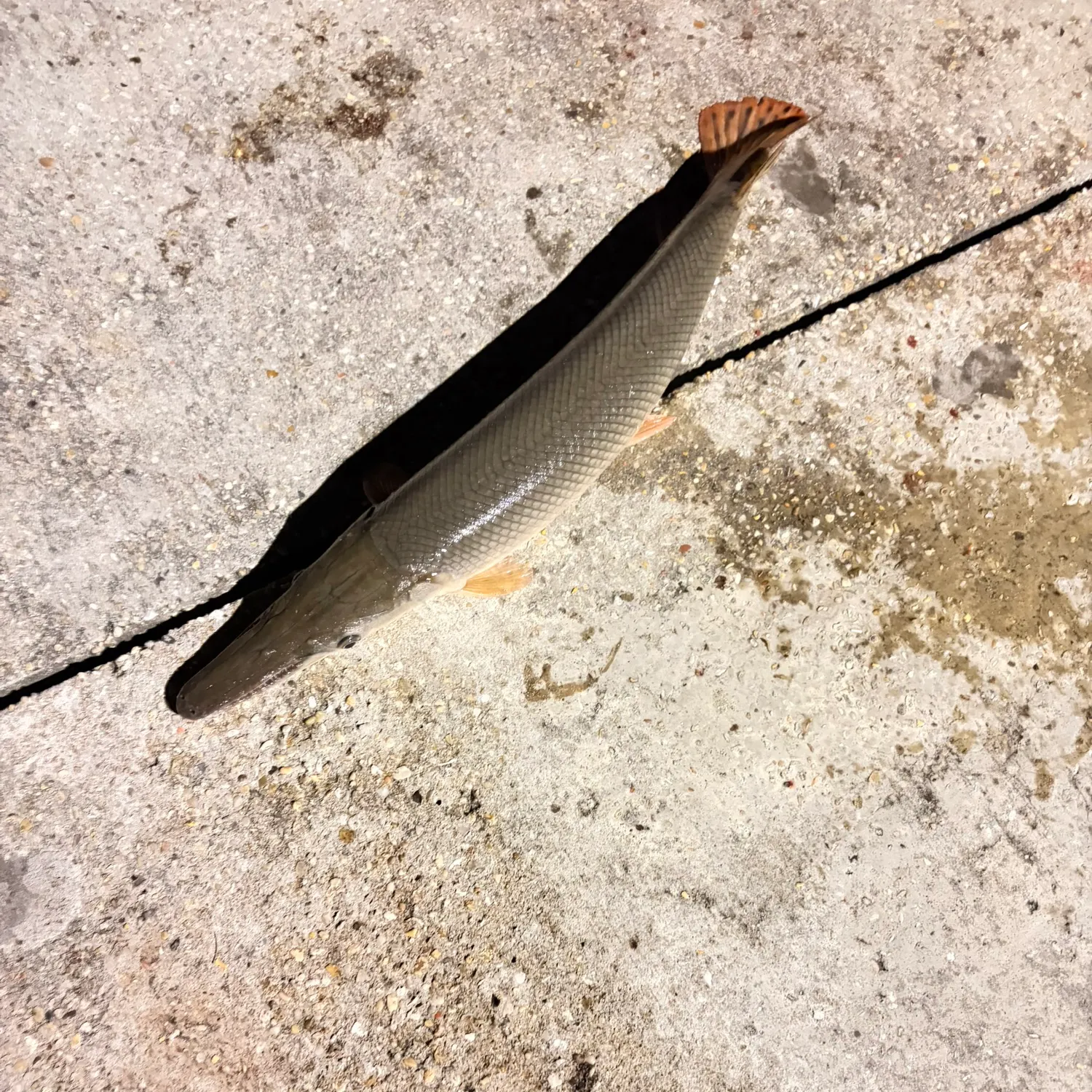 Alligator gar caught on Fishbrain