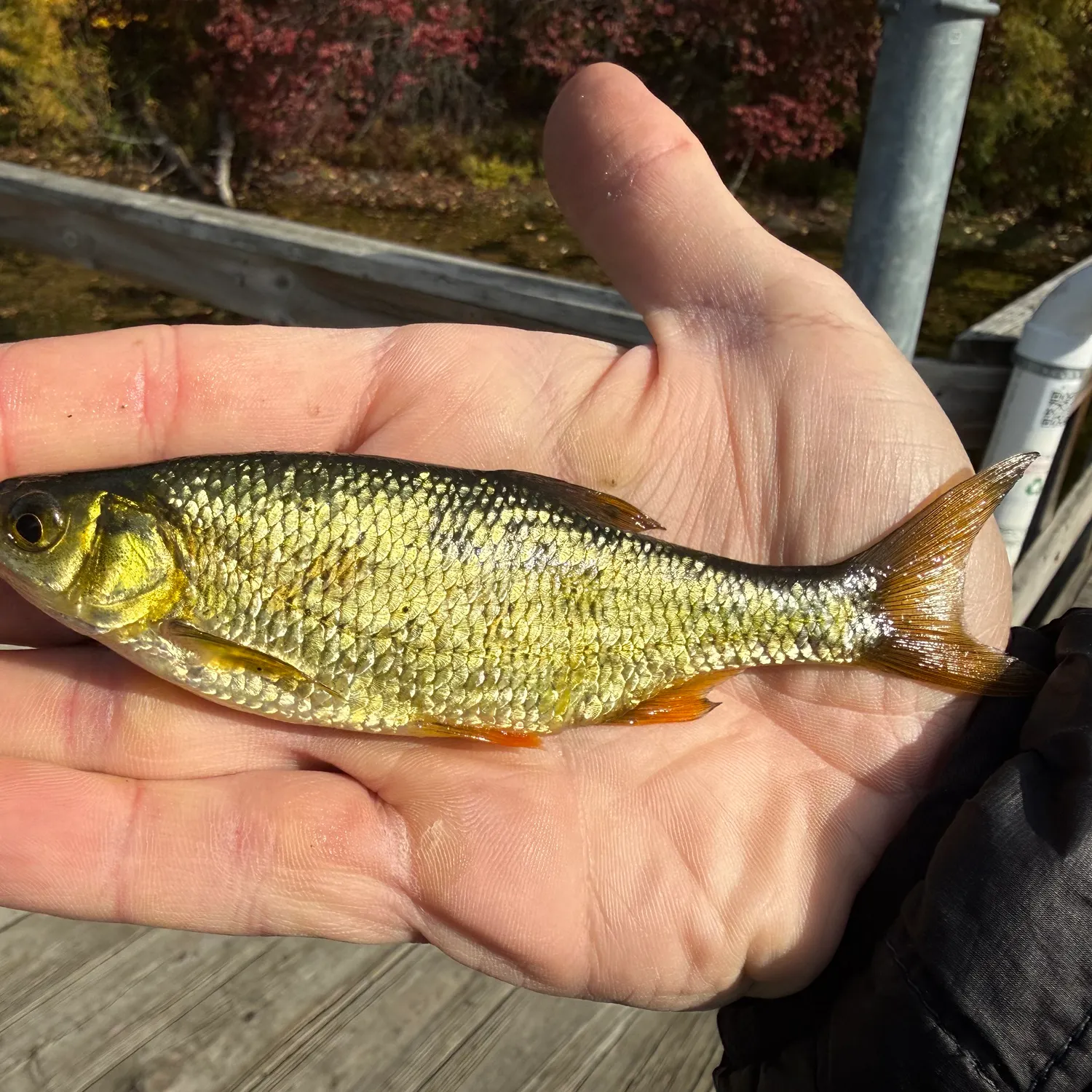 Golden shiner caught on Fishbrain
