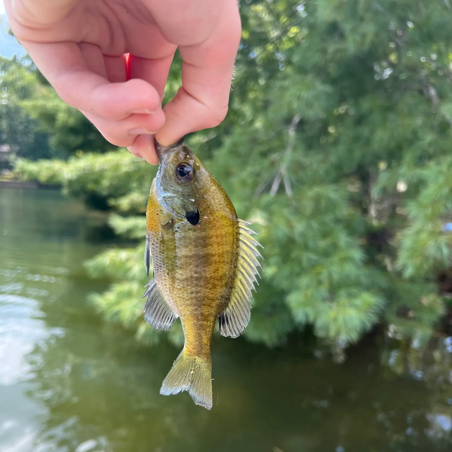 Bluegill caught on Fishbrain