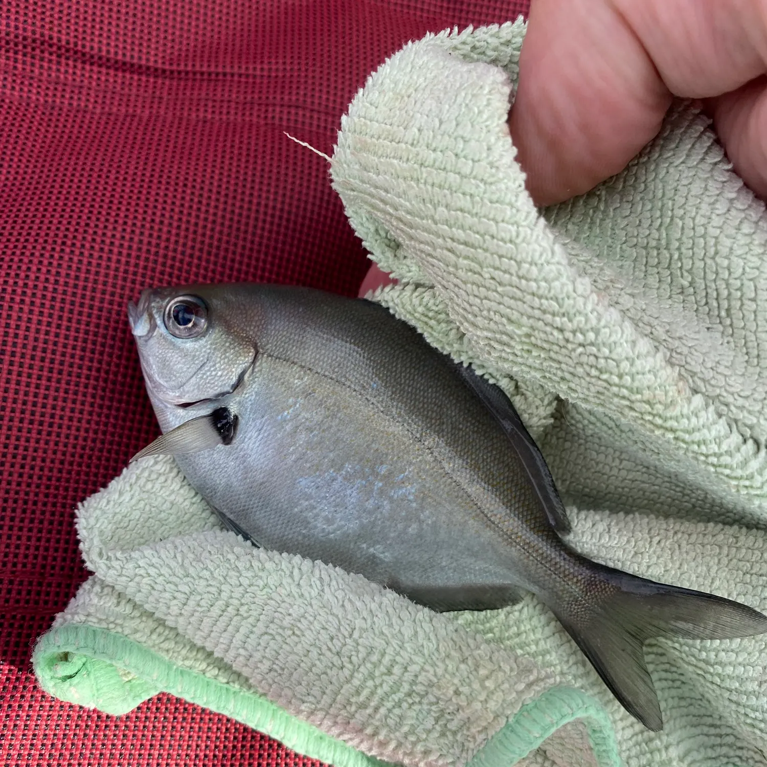 The most recent Silver sweep catches on Fishbrain