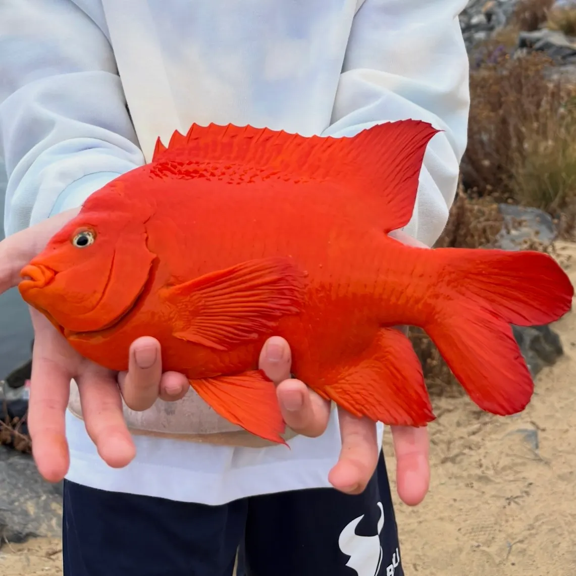 The most recent Garibaldi damselfish catches on Fishbrain